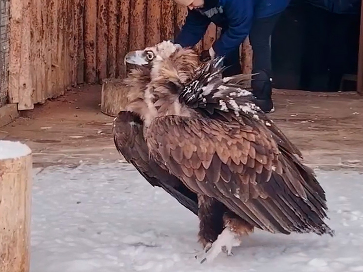 Липецкий зоопарк рассказал об уникальности санитаров природы