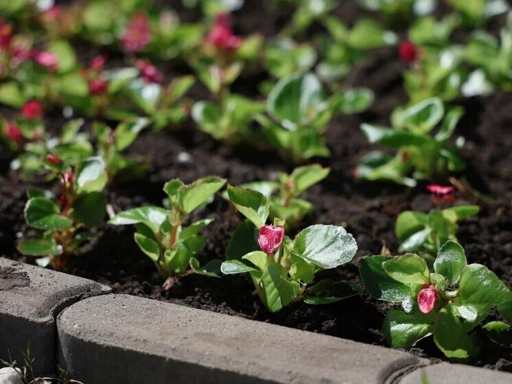 В Курске в 2025 году высадили более 11,5 тысяч деревьев и кустарников