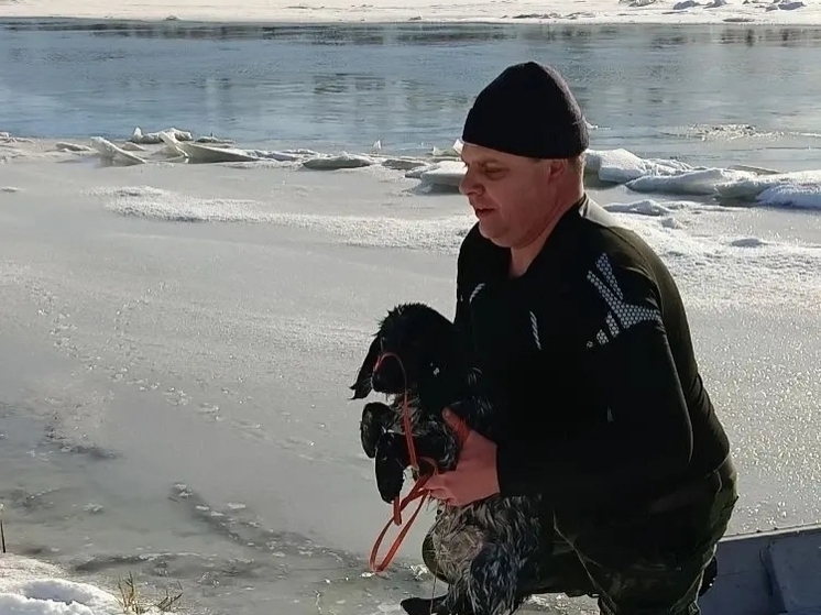В Ростовской области спасатели помогли псу, который провалился в полынью