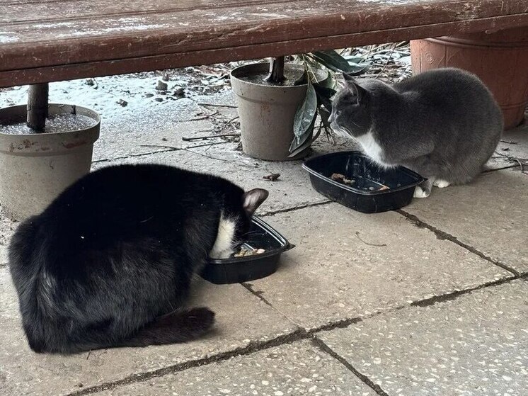 Петербуржцам показали пушистых хранителей Таврического сада