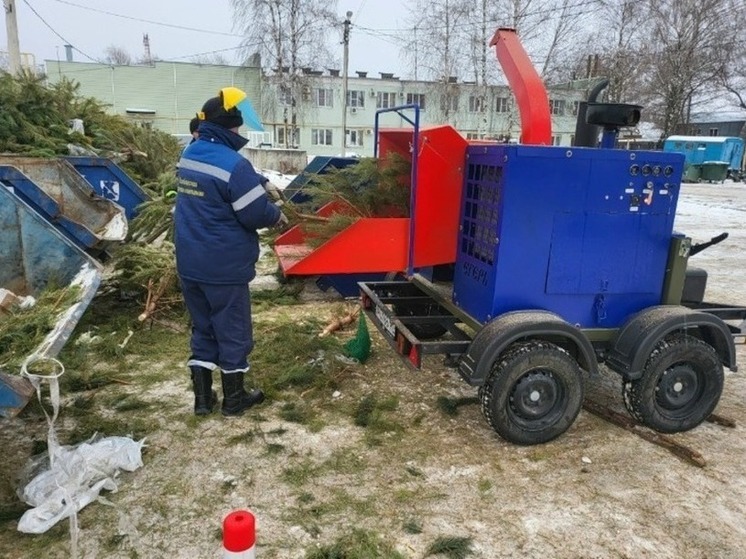 Ваша ёлка поможет чемпионам! Тамбовский регоператор запустил экологичную утилизацию хвойных деревьев