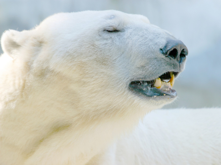 В Красноярском крае белый медведь напал на рыболовов: один человек тяжело ранен