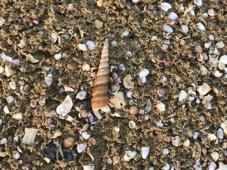 Юные вологжане могут украсить тропическую елку (6+)