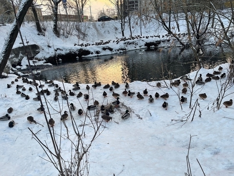 «Утиной заводи» в Заволжском районе не будет