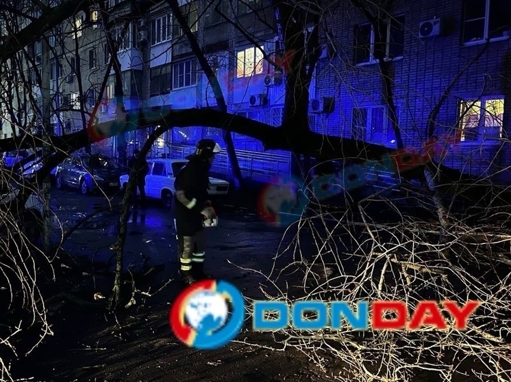 В Ростове-на-Дону из-за непогоды рухнуло гигантское дерево возле жилого дома