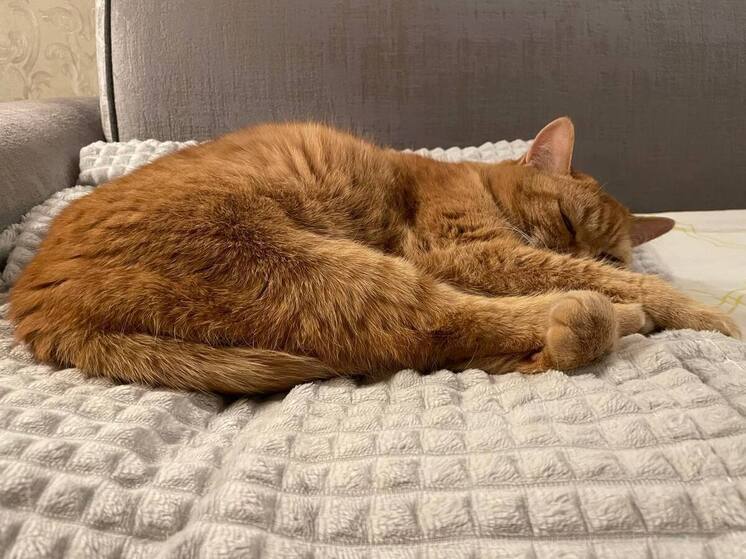 Роспотребнадзор назвал простые правила, чтобы высыпаться в праздники