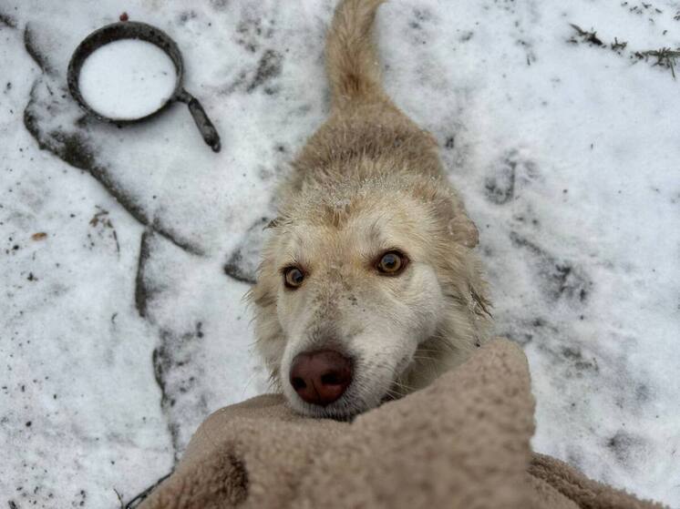 В Барнауле неизвестные привязали собаку к дереву и оставили погибать в лесу