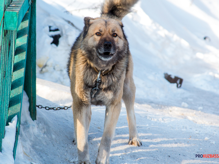 В Кемерове бульдог без поводка покалечил собаку во время прогулки