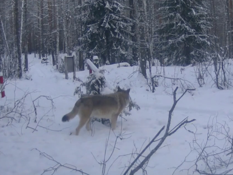 В нацпарке «Марий Чодра» фотоловушка запечатлела волка