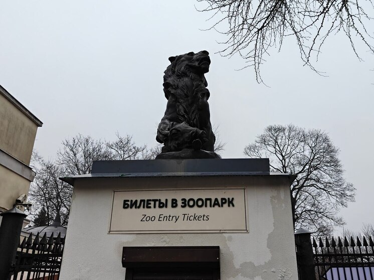 Ветеринары Калининградского зоопарка борются за жизнь слонихи Преголи