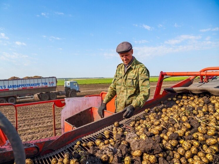 Самарская область собрала рекордный урожай: итоги 2025 года для аграриев