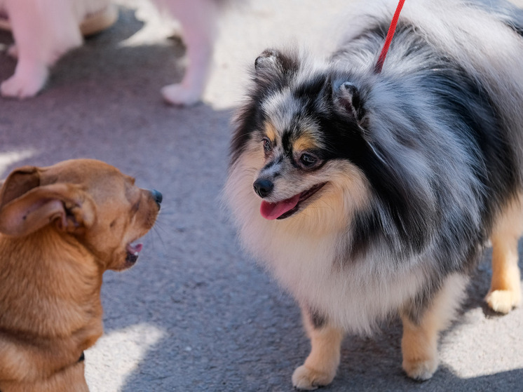 Волгоградцам назвали правила выбора подходящих для собак игрушек