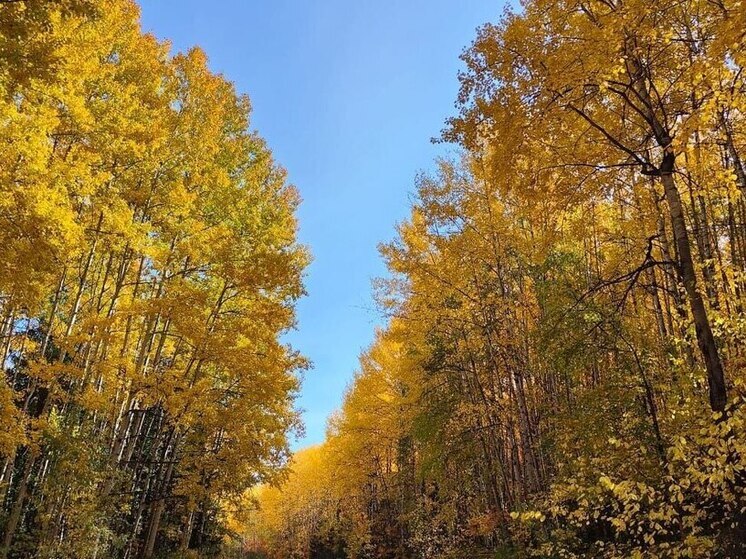 В декабре в Омской области пропали 84 человека