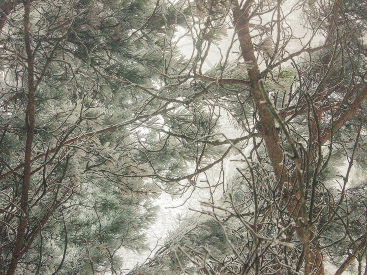 В Ленобласти столбики термометров опустились до -25 градусов