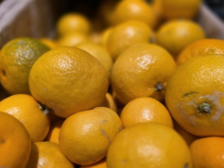 В Сочи заложат 10 гектаров субтропических садов в 2026 году