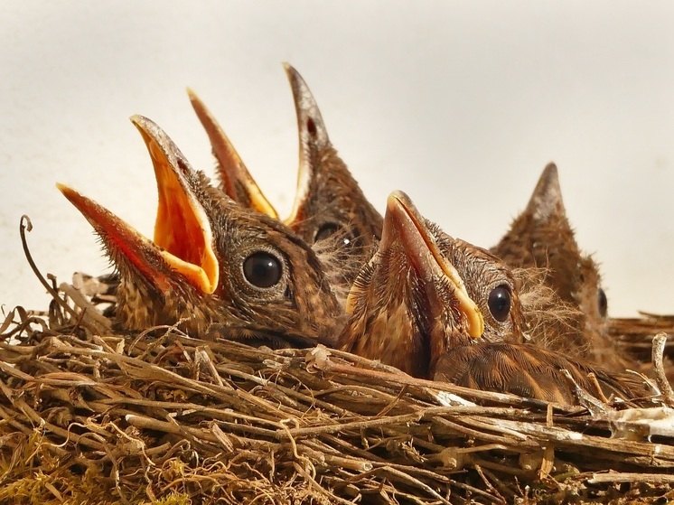 Нижегородцам рассказали о «птичьем разнообразии» региона