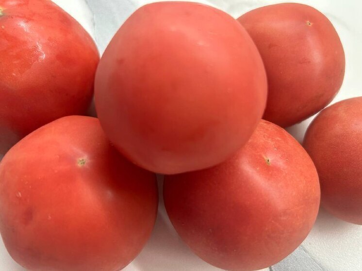 Фермер из Кировского округа собрал более 300 кг томатов из новой грантовой теплицы