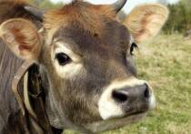Аграрные аналитики прогнозируют, что в наступившем году «спасательным кругом» для отечественного животноводства может стать новая схема инвестиций – «коровошеринг»