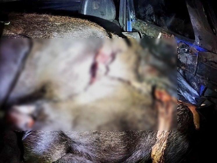 Два убитых лося — всего 160 тысяч: два браконьера сдались после того, как их начали искать