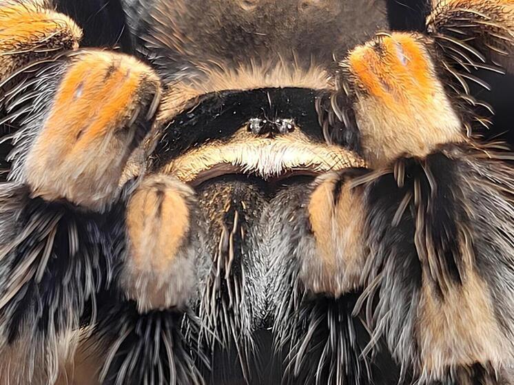 В Ленинградском зоопарке развеяли мифы о чудовищном внешнем виде пауков
