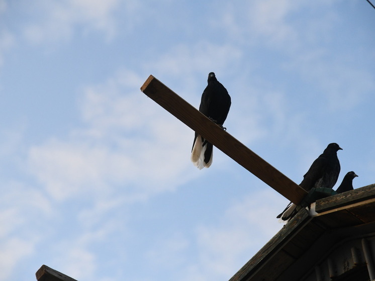 Волгоградцам назвали безопасную еду для зимней подкормки птиц