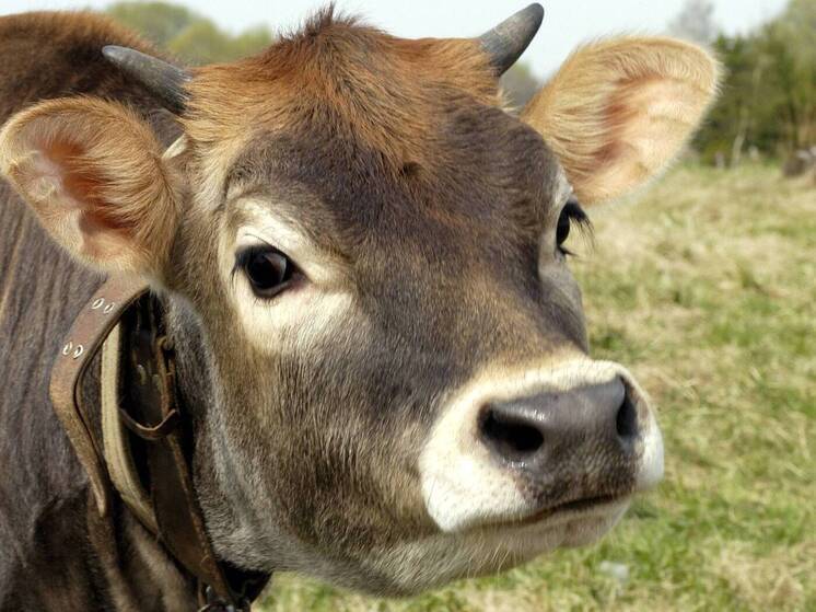 &laquo;Коровошеринг&raquo;: новое явление в отечественном животноводстве