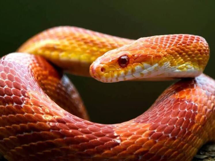 Жители Лабытнанги решили избавиться от бананоеда, аксолотля и маисовых полозов