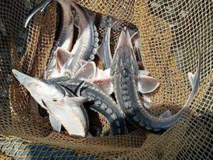 В Краснодарском крае практически в два раза увеличили объёмы восстановления осетровых рыб