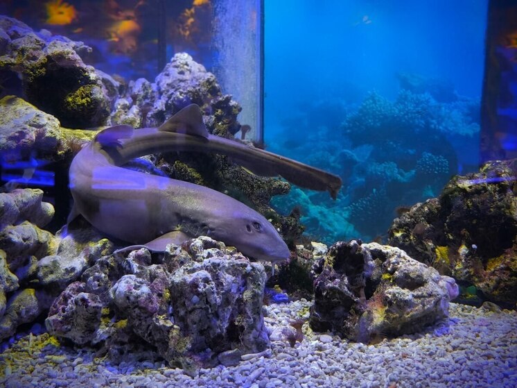 Музей океана объявил дату полного открытия «Планеты Океан» в Калининграде