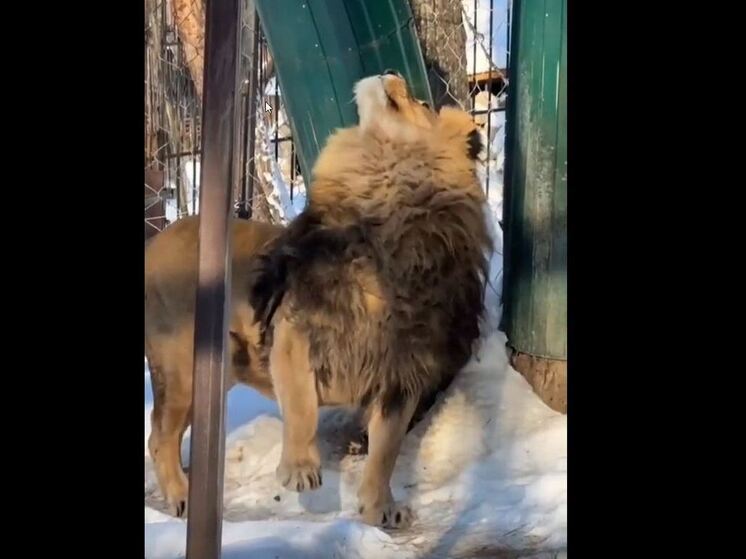 Лев Аслан в хабаровском зоосаде показал как надо чесаться с царским видом