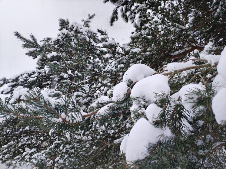 Ленинградцев 7 января ожидает снег и морозы до -21 градуса