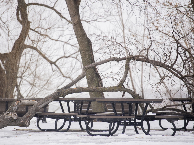 Идеальный  пикник на морозе: инструкция по созданию лесной сказки