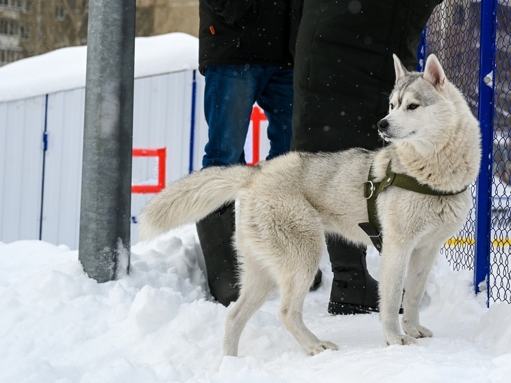 Сотрудница миасского зоомагазина за 8 месяцев похитила около 260 тысяч рублей