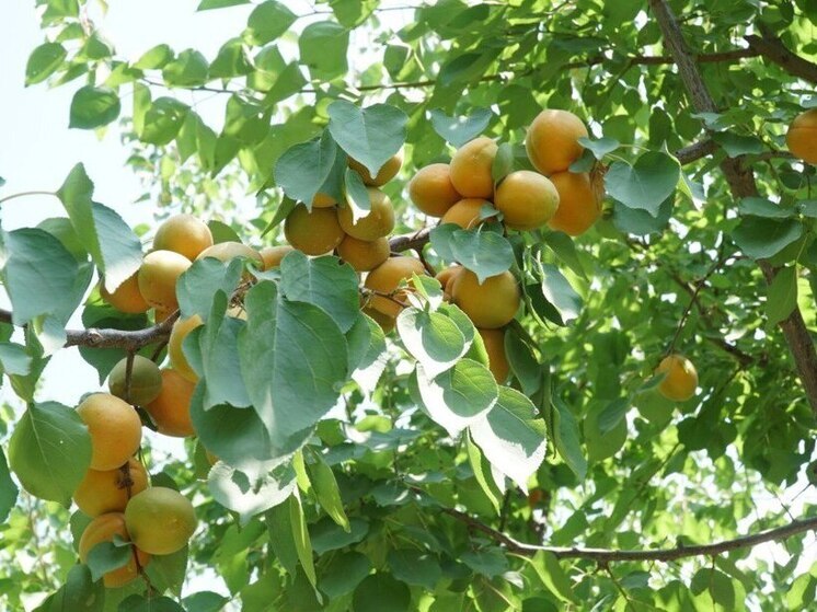 Площадь новых садов в горном Дагестане в 2025 году увеличилась в 4,5 раза