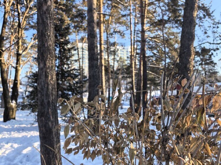 В Приморье ожидается снежная и ветреная погода 7 января