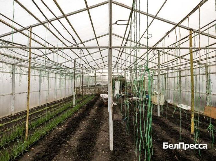 Владимир Плотников и его супруга Татьяна выращивают овощи, держат птицу, коз и овец, занимаются садоводством
Супруги Плотниковы из села Новосолдатка около трех лет назад получили грантовую поддержку «Агростартап» по нацпроекту «Малое и среднее предпринимательство» в размере 3 млн рублей