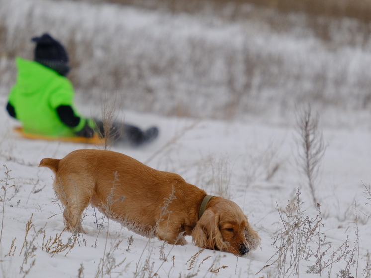 Волгоградцам посоветовали, как сделать комфортной зимнюю прогулку с собакой