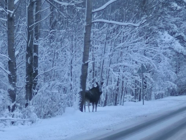Кингисеппец застрелил человека, приняв его за лося