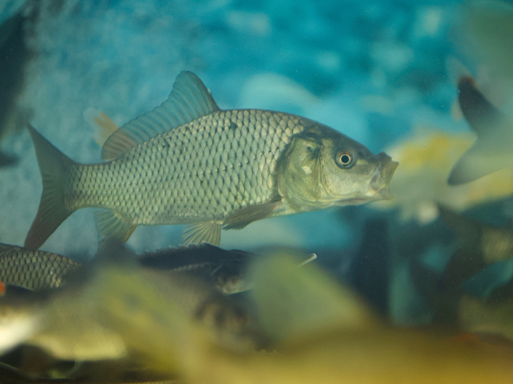 Китайские генетики создали карпа без мелких костей