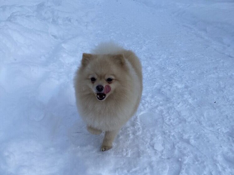 С наступлением морозов у калининградцев-владельцев собак появляется соблазн укутать питомца как можно теплее. Но действительно ли это нужно всем? Как правильно позаботиться о четвероногом друге зимой, эксклюзивно для «МК в Калининграде» рассказал кинолог компании Probalance Павел Кожемякин.