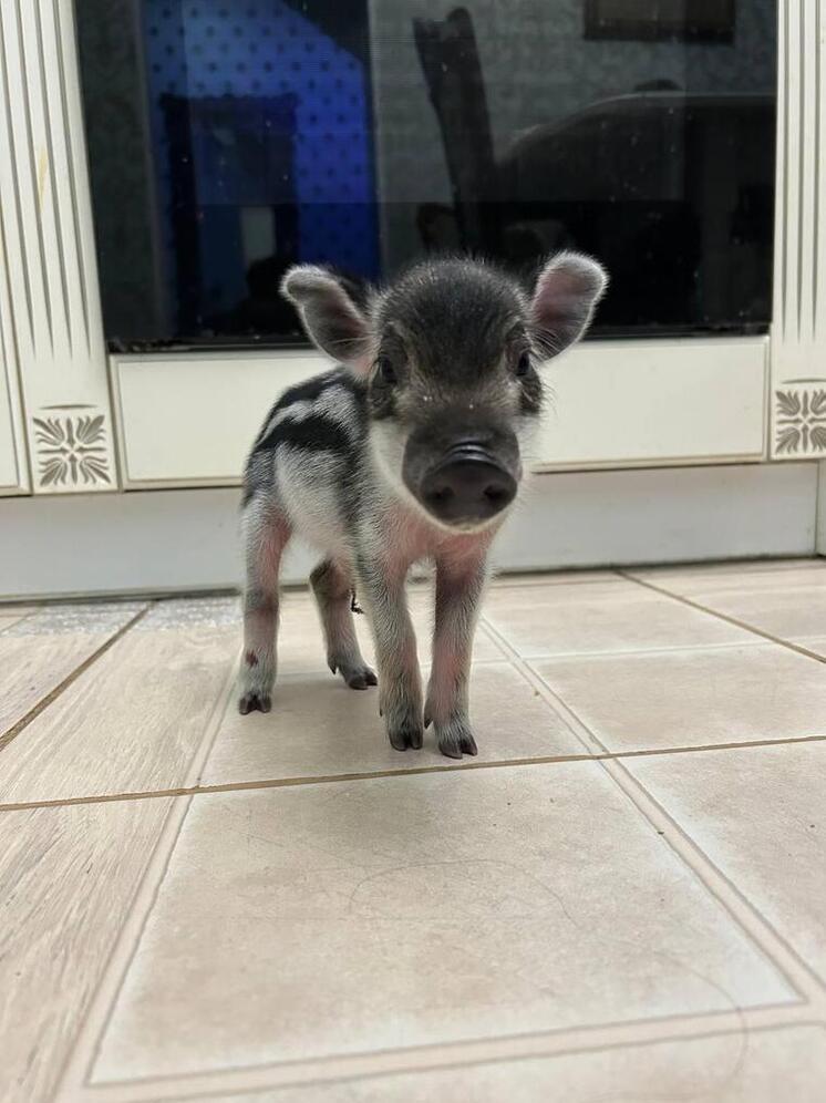 Малыш-кабан обрел временный дом в псковском подворье «Птичий дворик»