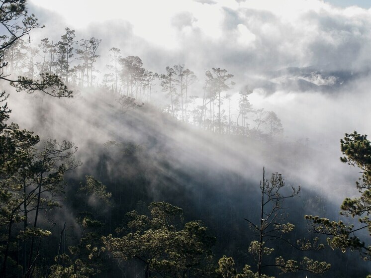Исследования показали наличие миллионов ранее неописанных генетических вариантов у бразильцев