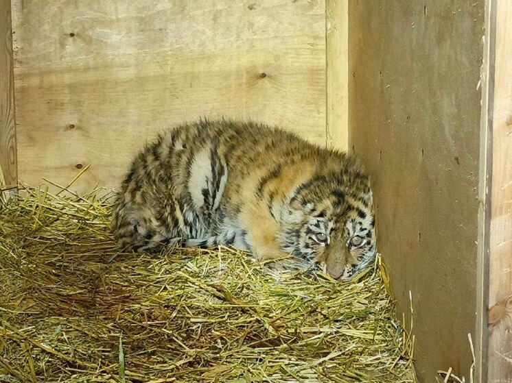 В Хабаровском крае спасают тигренка, оставшегося без матери