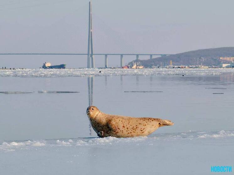 Сотни ларг устроили лежбище у Токаревского маяка во Владивостоке