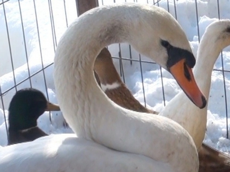 В Волгограде спасли примерзшего ко льду лебедя