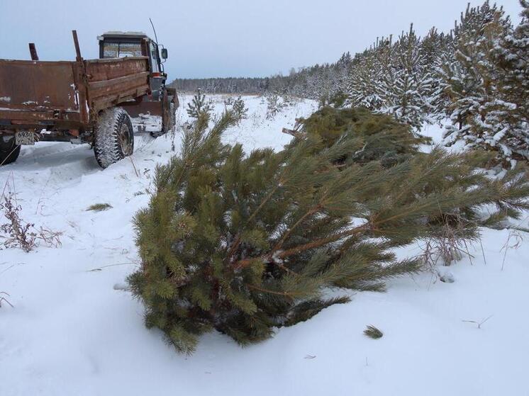 Жителям Челябинской области напомнили о грамотной утилизации новогодних елей