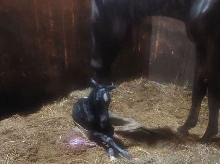 На конеферме в Тосненском районе родился жеребенок с большим будущим