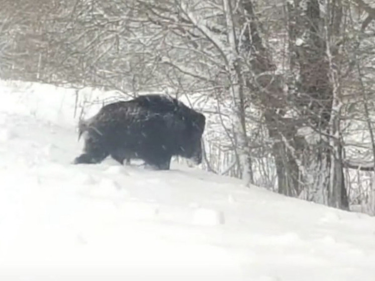 В Северодвинске очевидцы сообщают о появлении диких кабанов