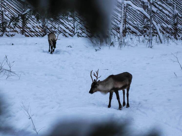 В Ленинградской области охотник принял автомобиль за лося и выстрелом убил пассажира