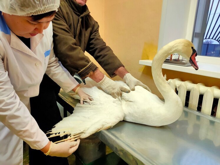 Под Саратовом ветеринары спасли раненого лебедя